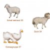 Scholer Schafe holzgeschnitzt 11cm color oder gebeizt  je 22,00.--€